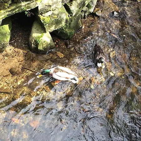 Rocklea Πανσιόν